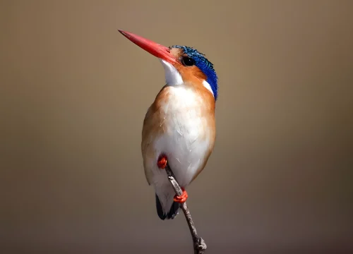 Cycling, Canoeing & Bird Watching