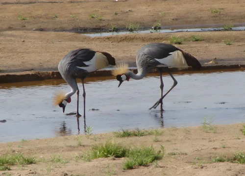 Day Trip Safari to Tarangire National Park for Game Drive and Game Viewings