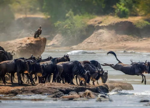 Wildebeest Migration Safari to Tarangire, Serengeti & Ngorongoro Crater