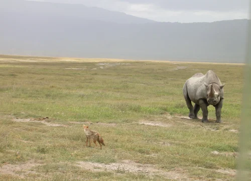 Ngorongoro Crater Day Trip Safari for Game Drive & Game Viewings