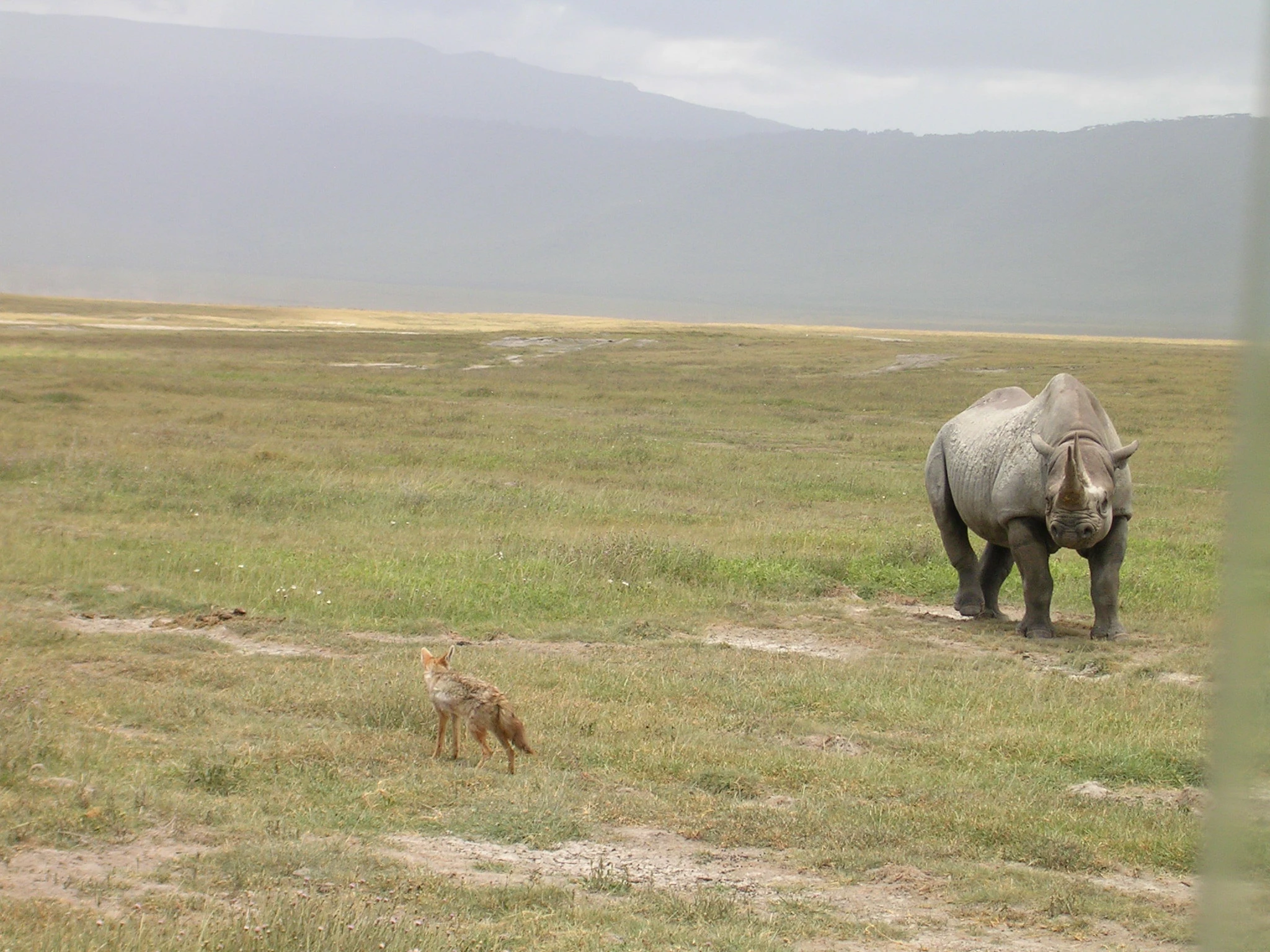 Ngorongoro Crater Day Trip Safari for Game Drive & Game Viewings