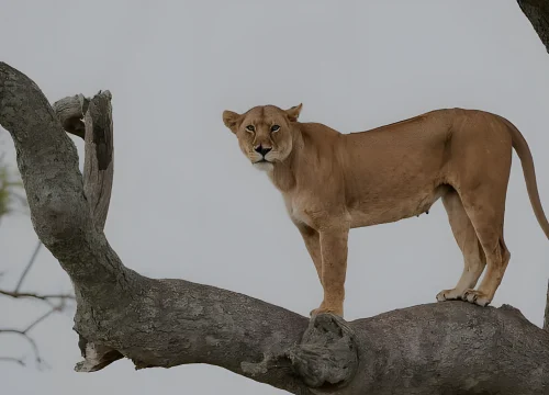 Selous, Ruaha and Katavi Safari Combo