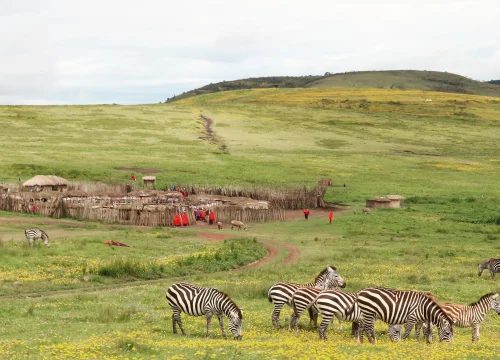 Visits to Maasai Bomas / Villages in Ngorongoro