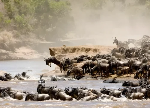 Wildebeest Migration Safari’s Tanzania