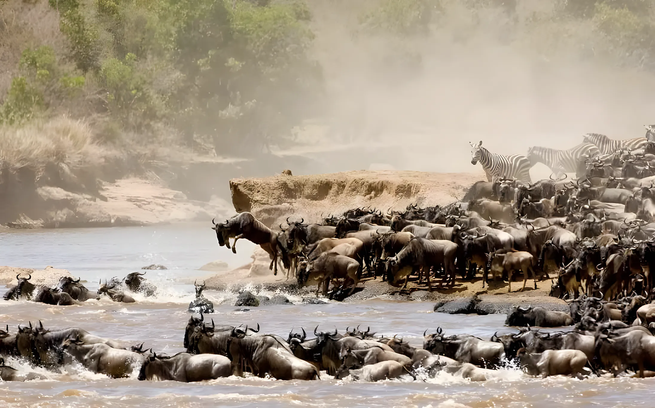 Wildebeest Migration Safari’s Tanzania