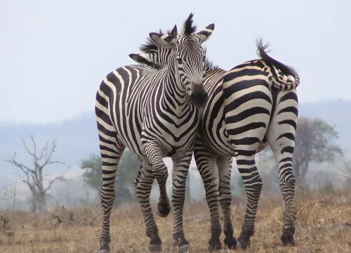 Wildlife Adventure Safari to Lake Manyara, Serengeti & Ngorongoro Crater