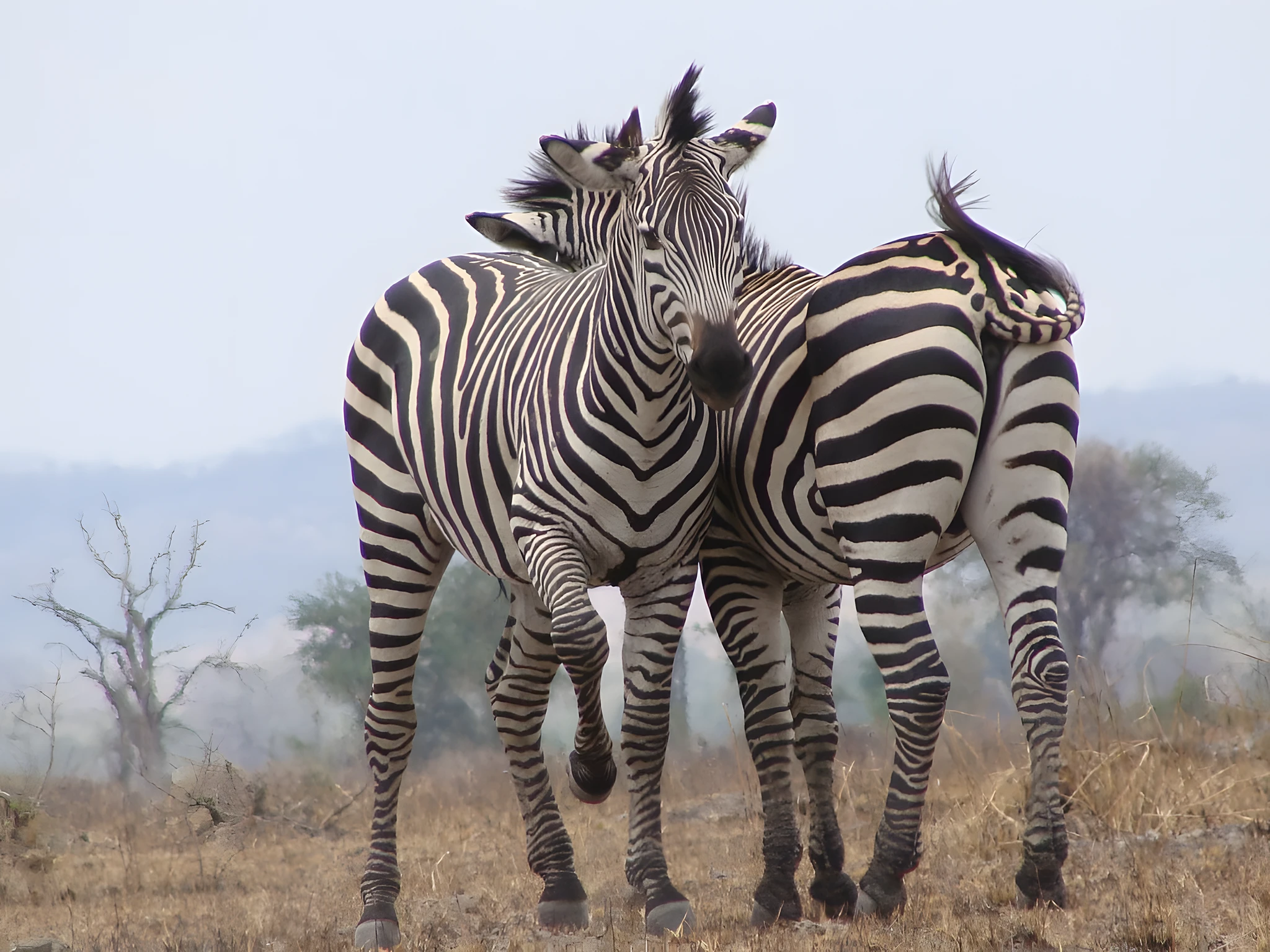 Wildlife Adventure Safari to Lake Manyara, Serengeti & Ngorongoro Crater